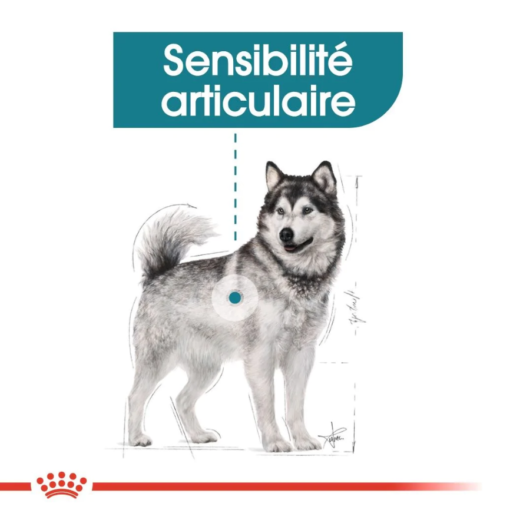 Royal Canin Maxi Joint Care 10 Kg – Image 5