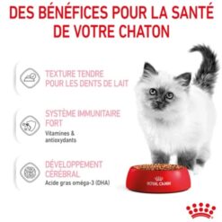 Souris télécommandée pour chat – Pet World