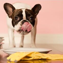 Friandises et pâtés pour chien
