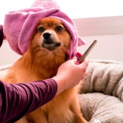 Hygiène et soins pour chien