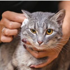 Hygiène et soins pour chat