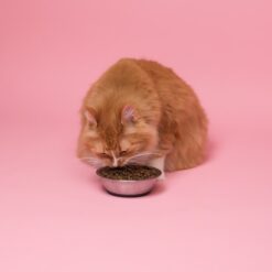 Croquettes pour chat