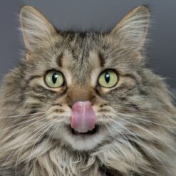 Friandises et pâté pour chat
