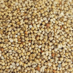 Millet pour oiseaux sac de 1kg, 2kg et 4kg