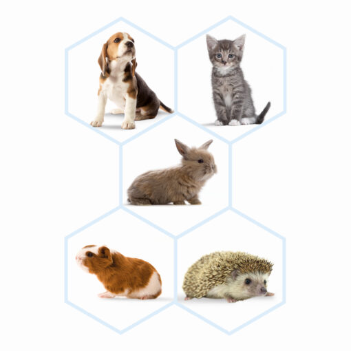 Seringues d'alimentation Pour Substitut de Lait Lactol Pour Animaux Beaphar – Image 3