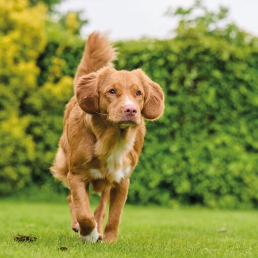 Beaphar TOP 10 Multivitamines Pour Chien 180 comprimés – Image 3