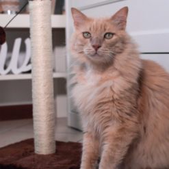 Alternative view of Arbre à Chat Pisa LeoPet 30 x 30 x 45 h